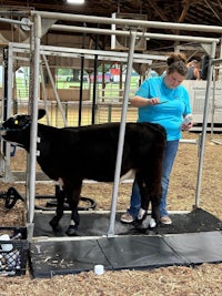 a woman is petting a cow in a barn